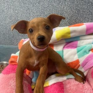 Dog available for adoption - (562) 216-2542