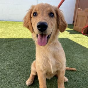 Dog available for adoption - (562) 216-2542