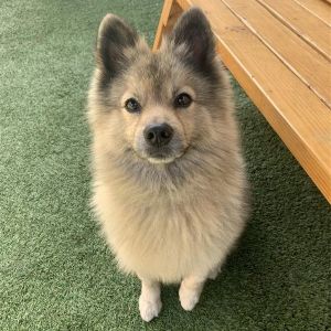 Dog available for adoption - (562) 216-2542