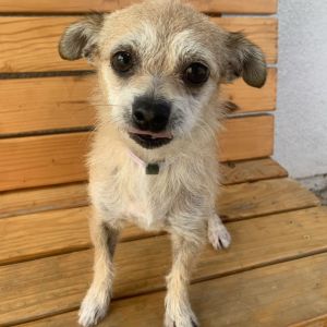 Dog available for adoption - (562) 216-2542