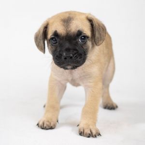 Dog available for adoption - (562) 216-2542