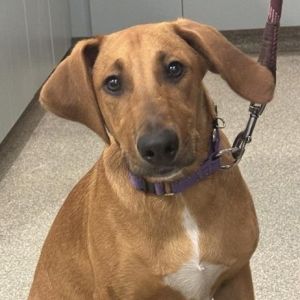 Dog available for adoption - (904) 725-8766