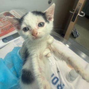 Cat available for adoption - (904) 725-8766