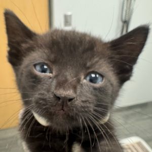 Cat available for adoption - (904) 725-8766