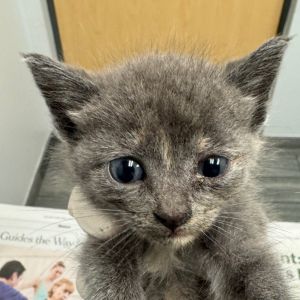 Cat available for adoption - (904) 725-8766