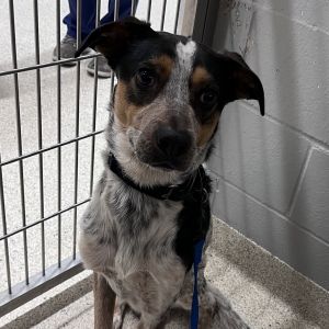Dog available for adoption - (904) 725-8766