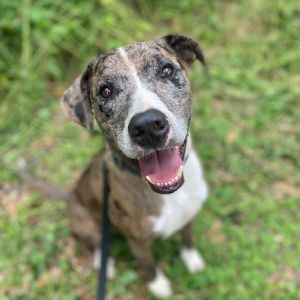 Dog available for adoption - (904) 725-8766