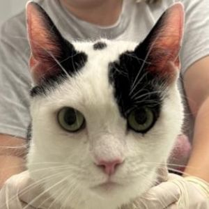 Cat available for adoption - (904) 725-8766