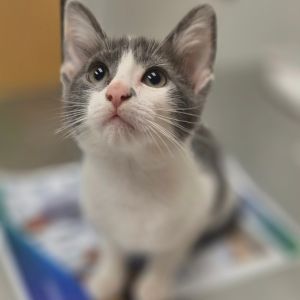 Cat available for adoption - (904) 725-8766