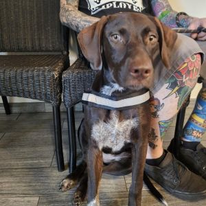 Dog available for adoption - (904) 725-8766