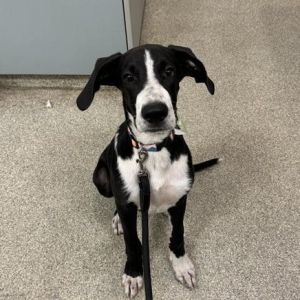 Dog available for adoption - (904) 725-8766