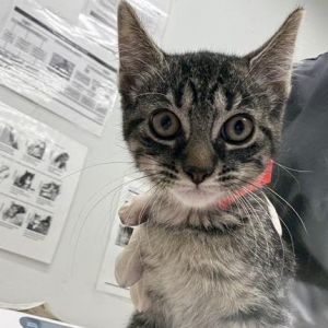 Cat available for adoption - (904) 725-8766
