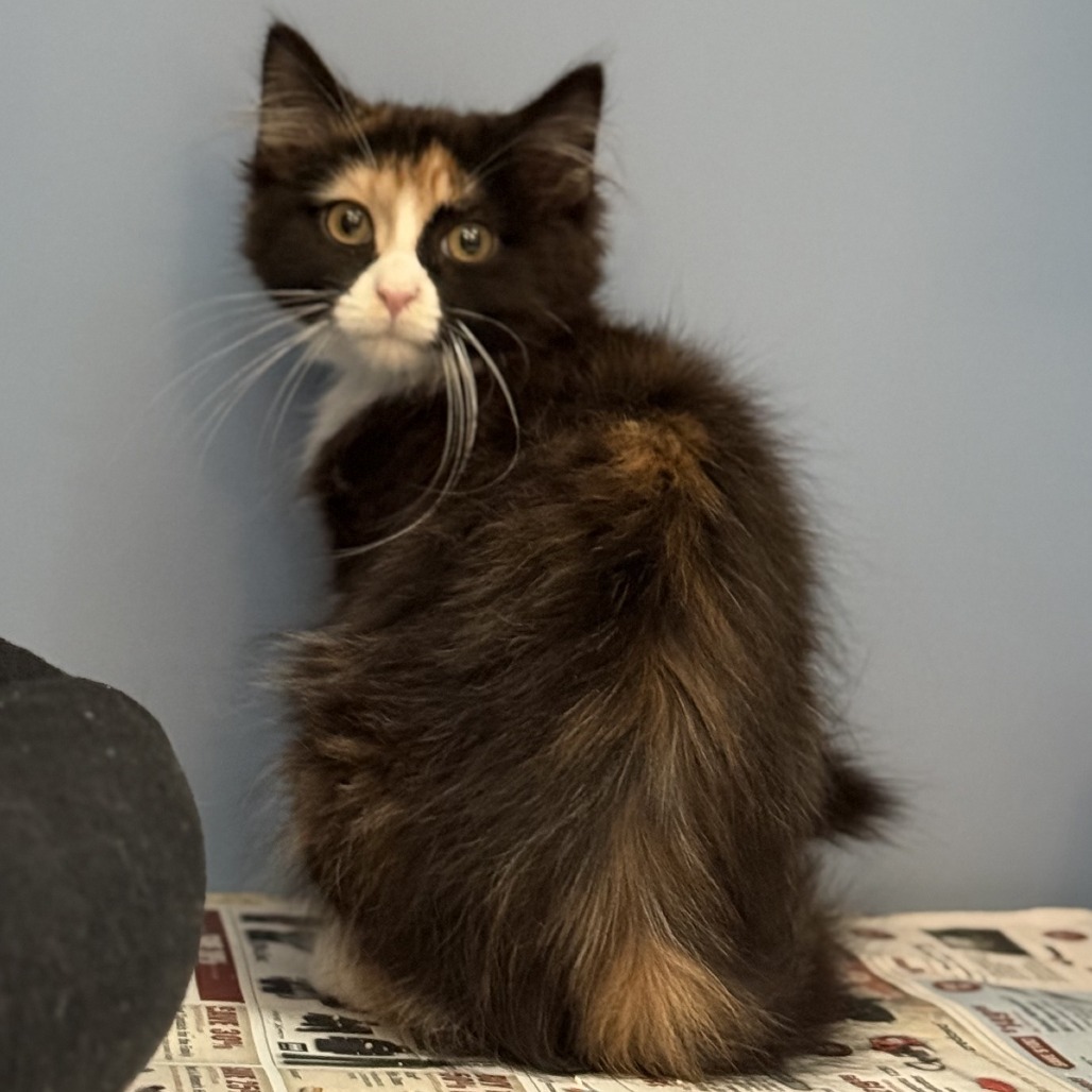 Viv, an adoptable Domestic Short Hair in Cheyenne, WY, 82007 | Photo Image 1