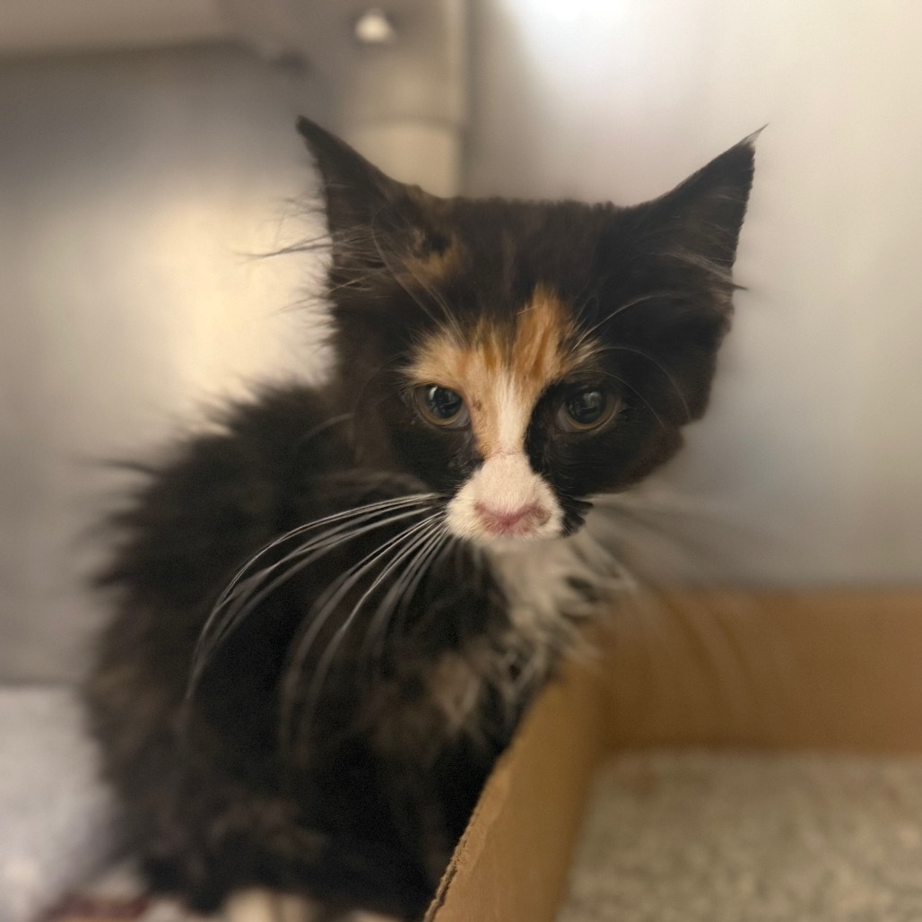 Viv, an adoptable Domestic Short Hair in Cheyenne, WY, 82007 | Photo Image 2