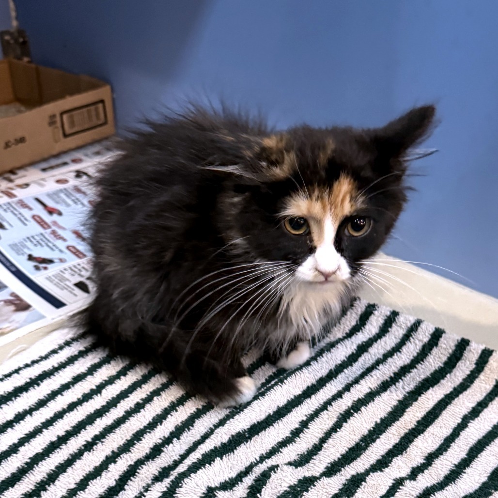 Viv, an adoptable Domestic Short Hair in Cheyenne, WY, 82007 | Photo Image 3