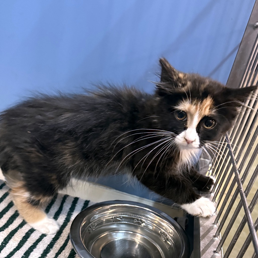 Viv, an adoptable Domestic Short Hair in Cheyenne, WY, 82007 | Photo Image 4