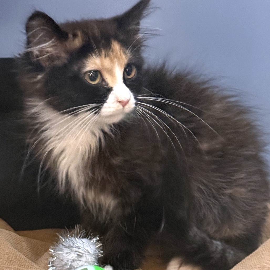 Viv, an adoptable Domestic Short Hair in Cheyenne, WY, 82007 | Photo Image 5