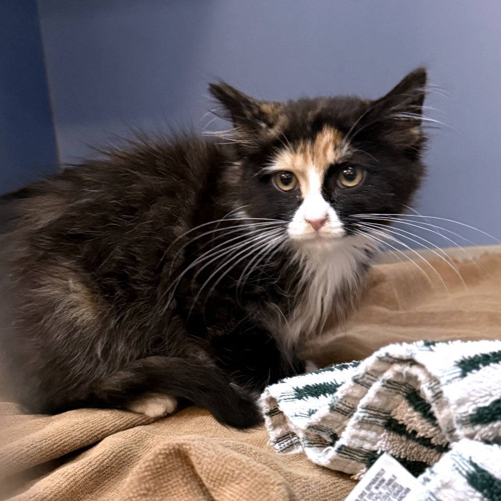 Viv, an adoptable Domestic Short Hair in Cheyenne, WY, 82007 | Photo Image 6