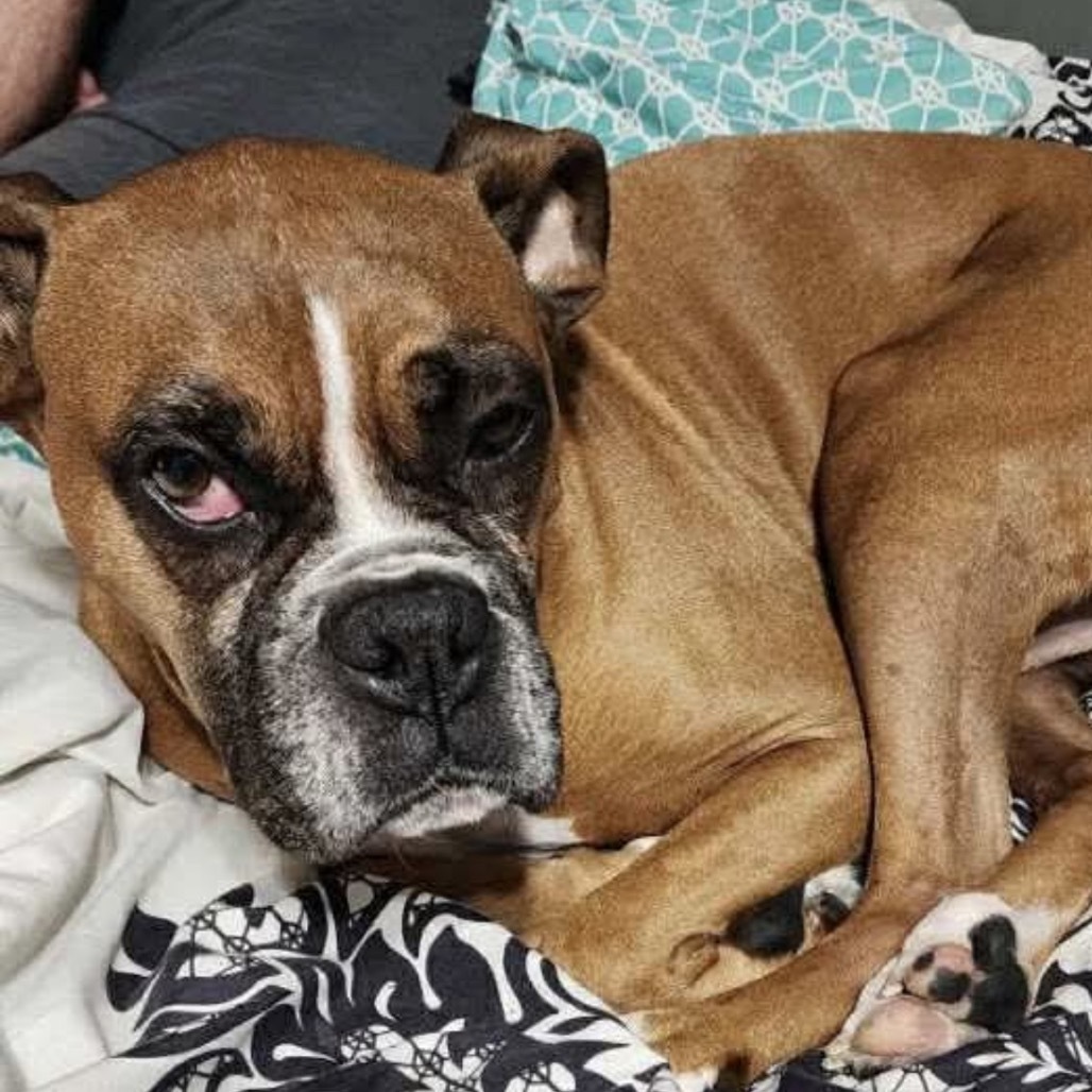 Bruno Boy boxer