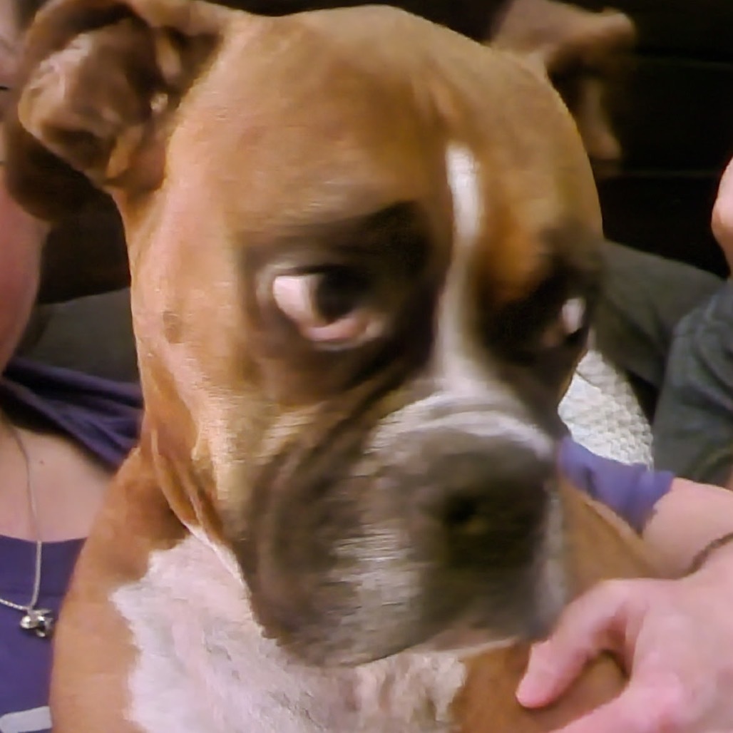 Bruno Boy boxer