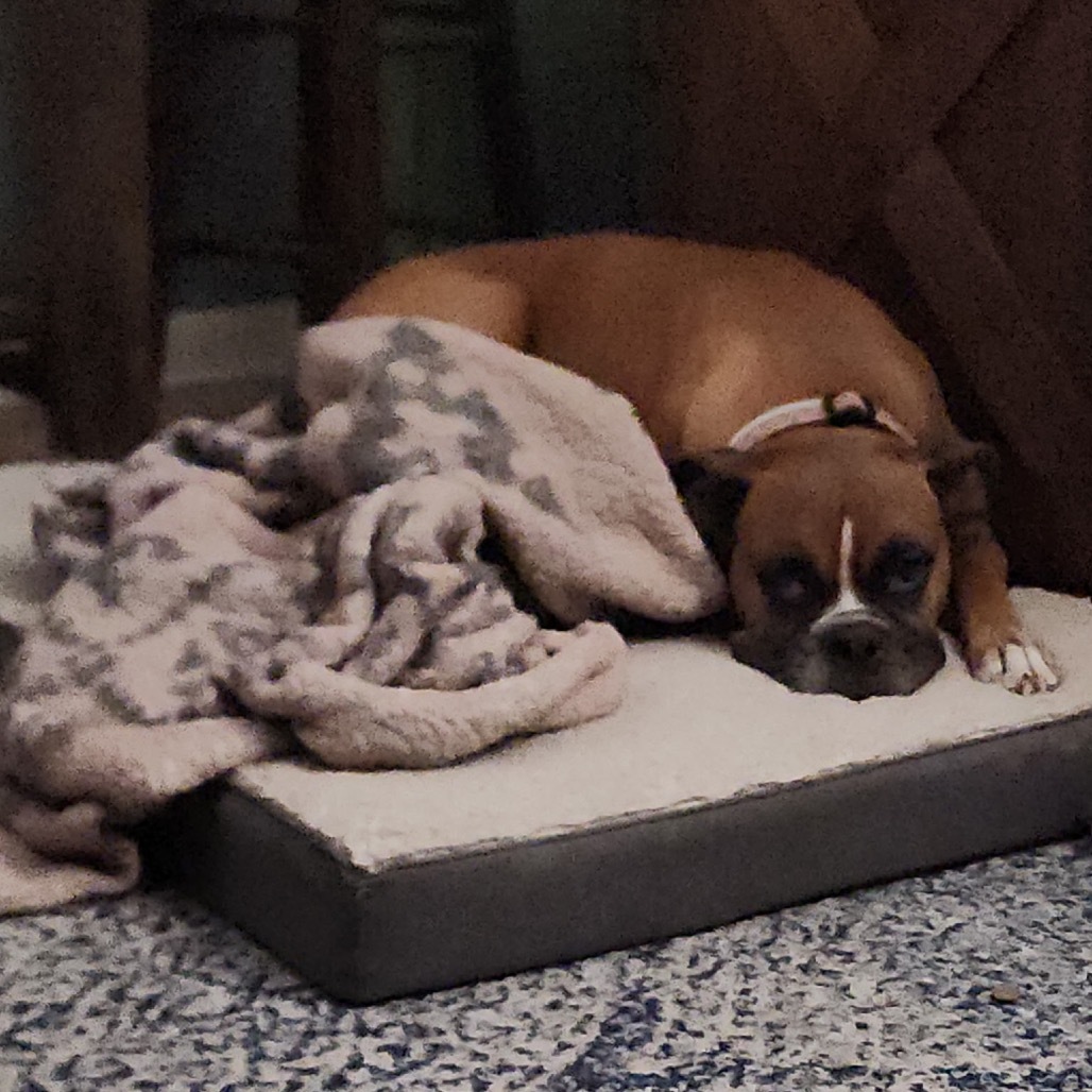 Bruno Boy boxer