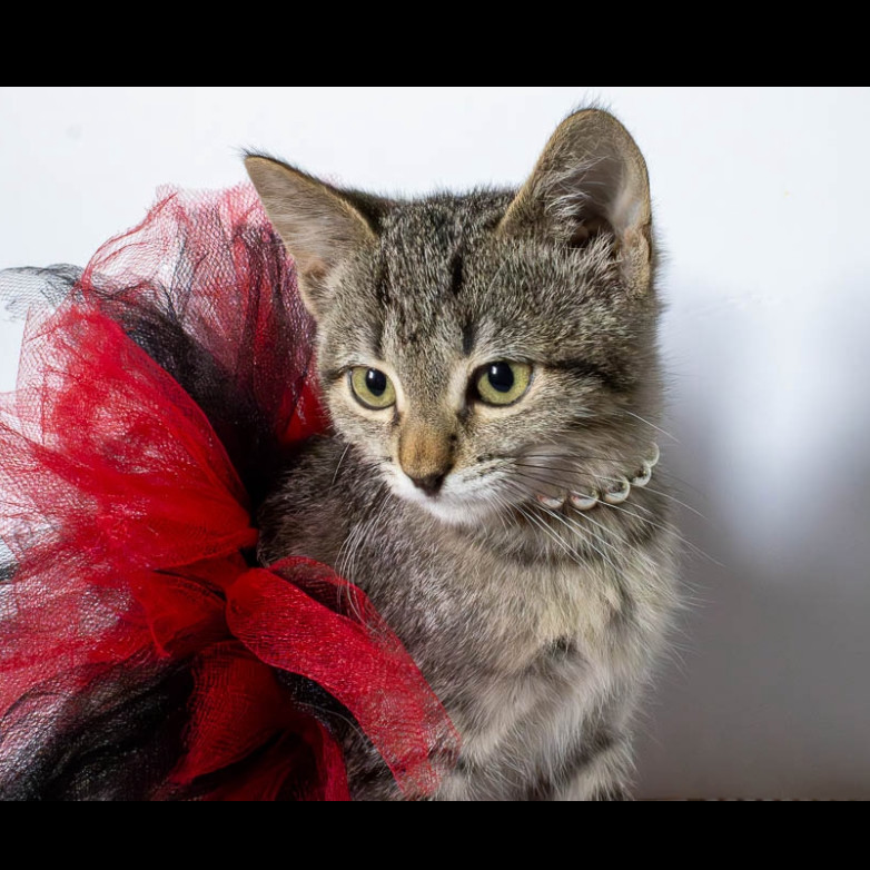 Rosie, an adoptable Domestic Short Hair in Spokane, WA, 99202 | Photo Image 1