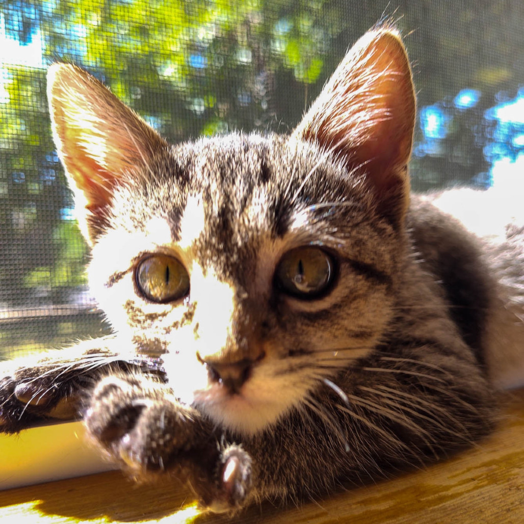 Rosie, an adoptable Domestic Short Hair in Spokane, WA, 99202 | Photo Image 2