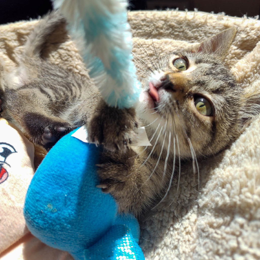 Rosie, an adoptable Domestic Short Hair in Spokane, WA, 99202 | Photo Image 3