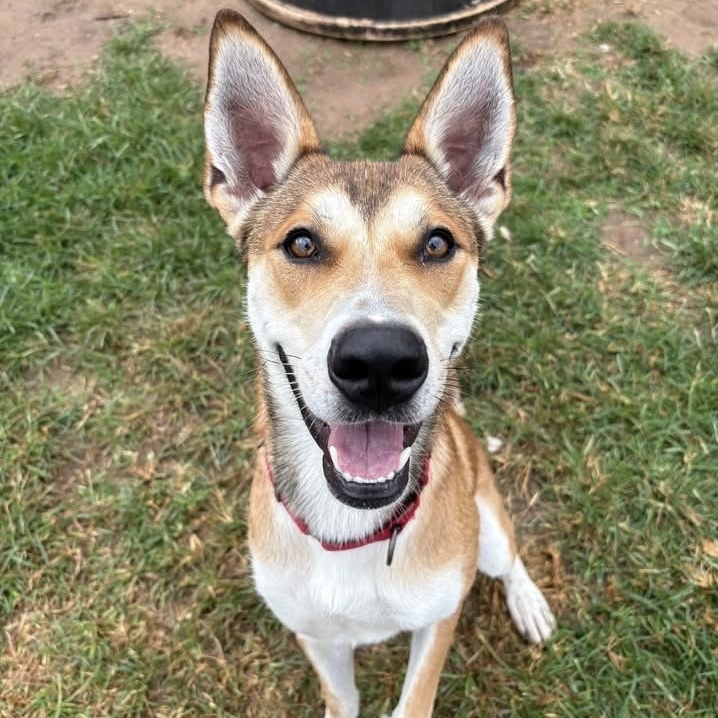 Finn