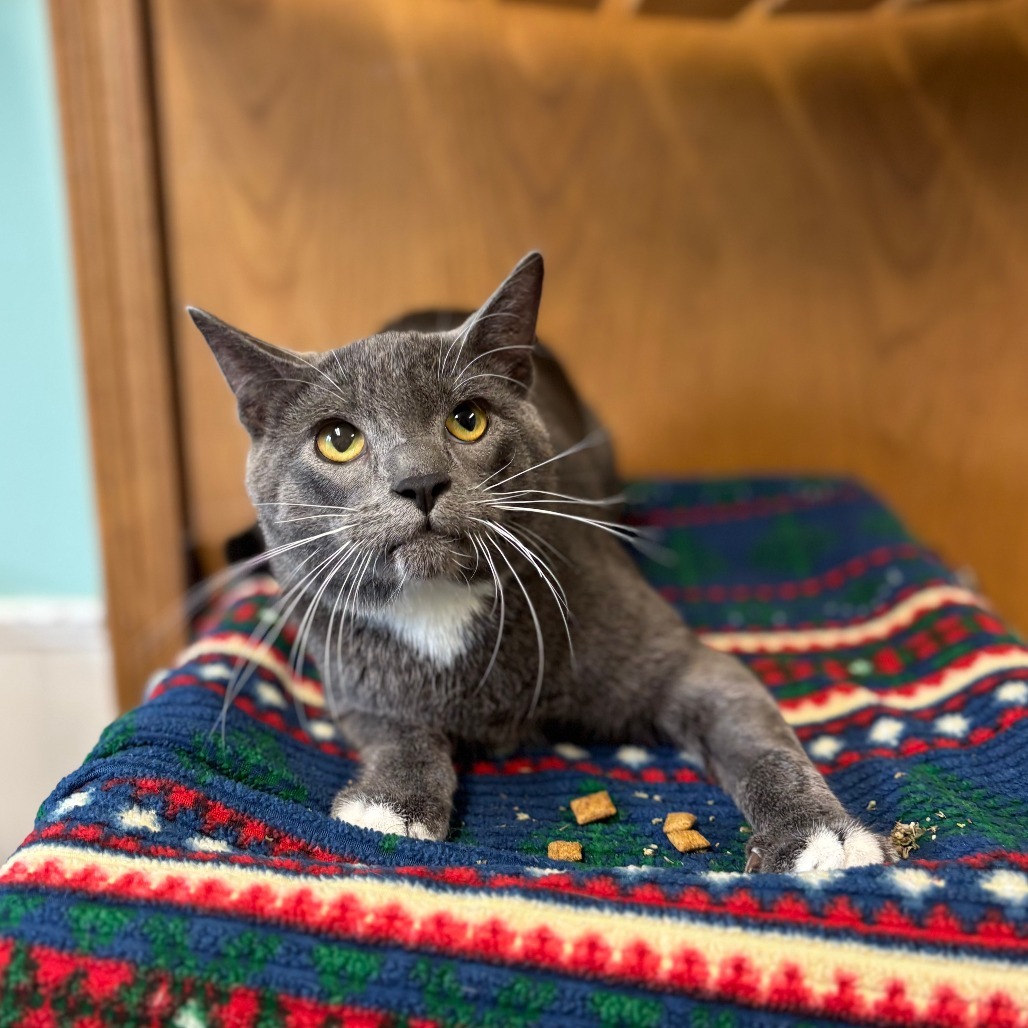 Hopper--In Foster, an adoptable Domestic Short Hair in Fargo, ND, 58102 | Photo Image 1