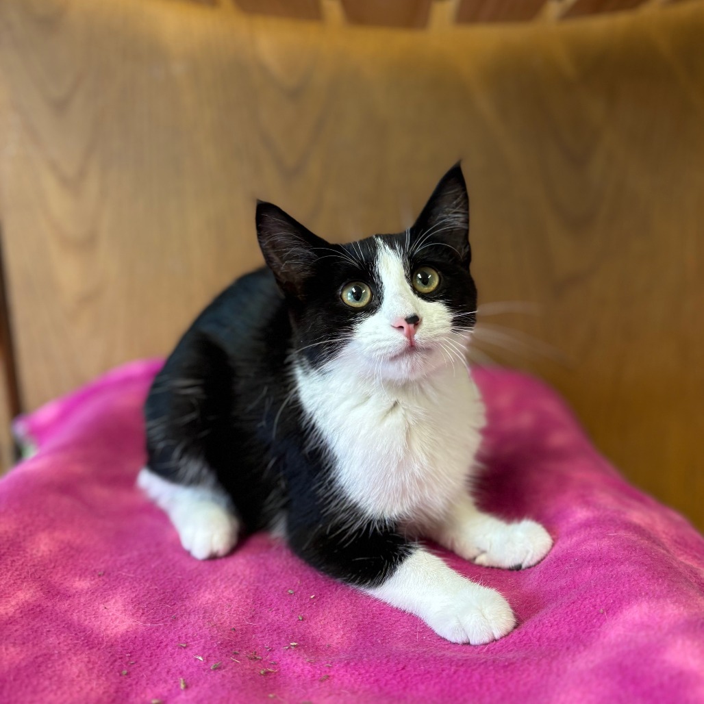 Salome***ADOPTION PENDING***