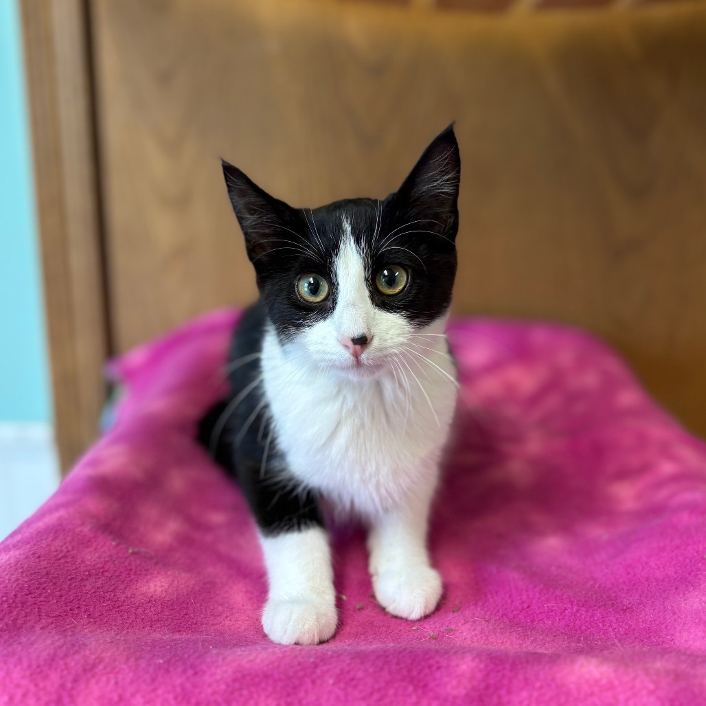 Salome***ADOPTION PENDING***