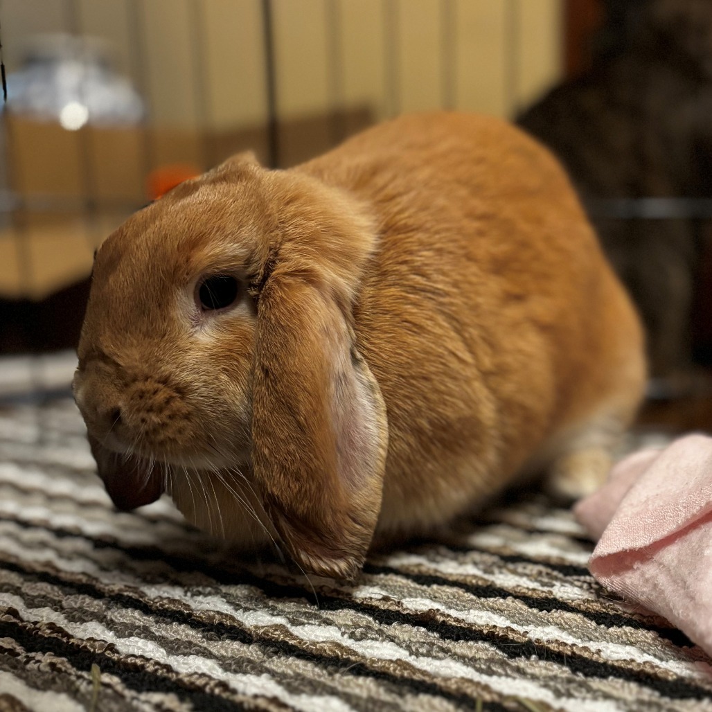 Mopsy--In Foster
