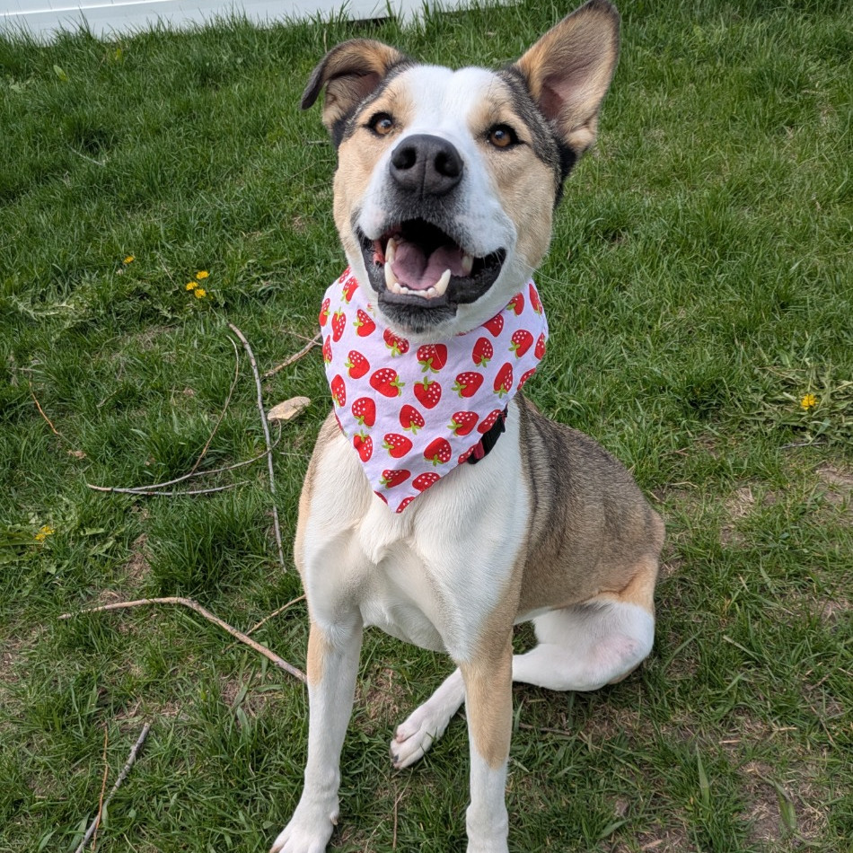 Ruby, an adoptable Terrier, Mixed Breed in Idaho Falls, ID, 83402 | Photo Image 1