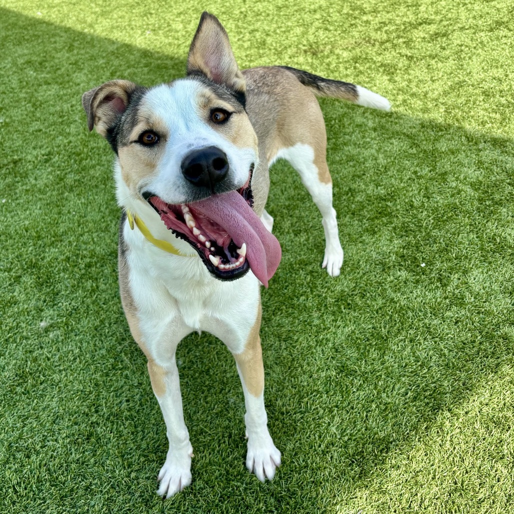 Ruby, an adoptable Terrier, Mixed Breed in Idaho Falls, ID, 83402 | Photo Image 2