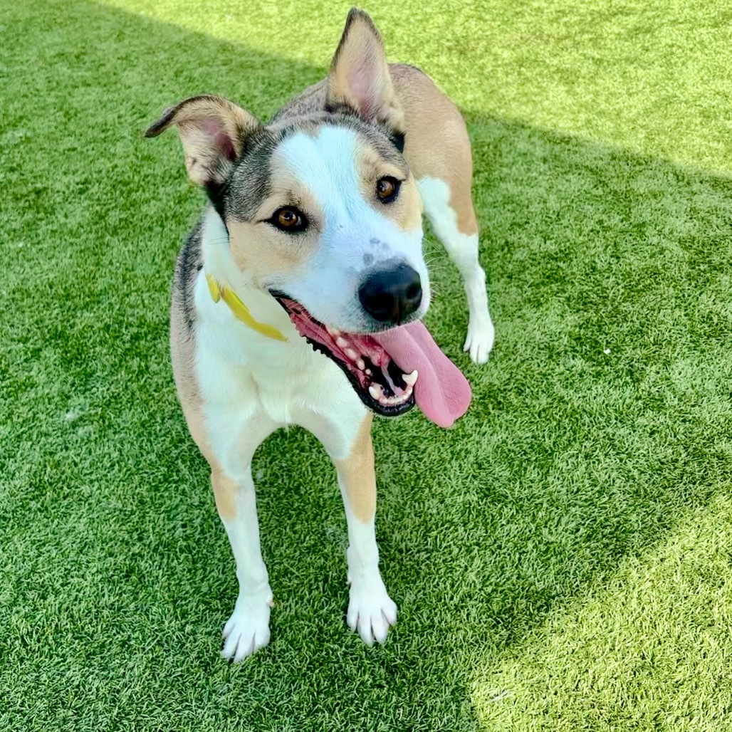 Ruby, an adoptable Terrier, Mixed Breed in Idaho Falls, ID, 83402 | Photo Image 2