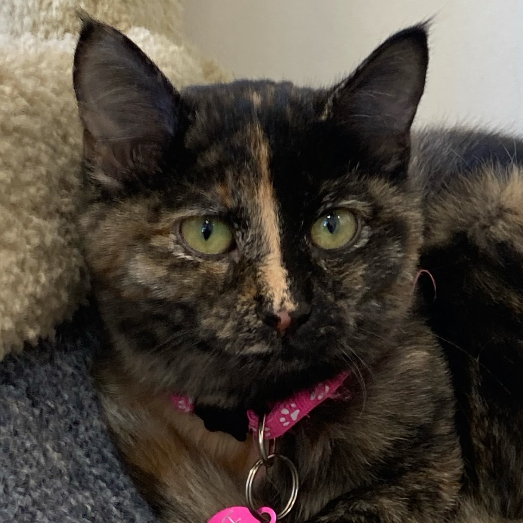 Hestia, an adoptable Domestic Short Hair in Buffalo, WY, 82834 | Photo Image 1