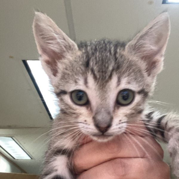 Chocolate Souffle photo 1