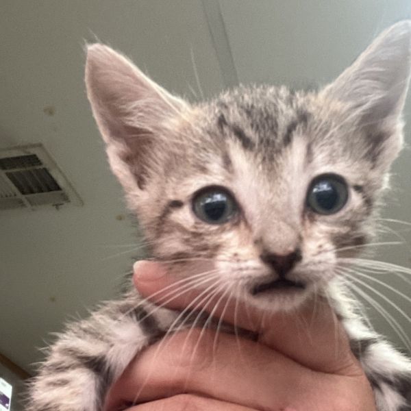 Chocolate Souffle thumbnail 2