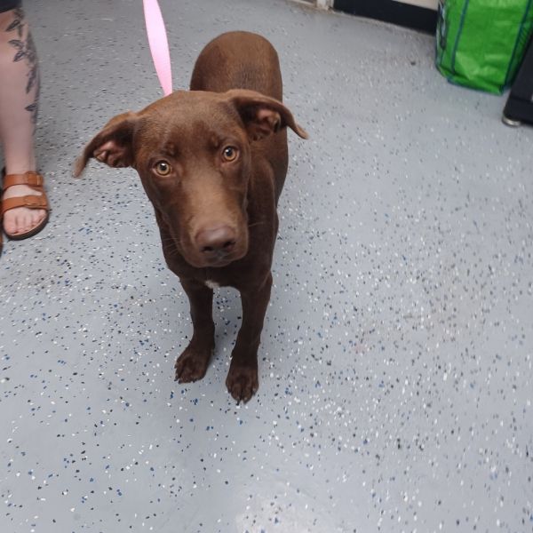 Brownie