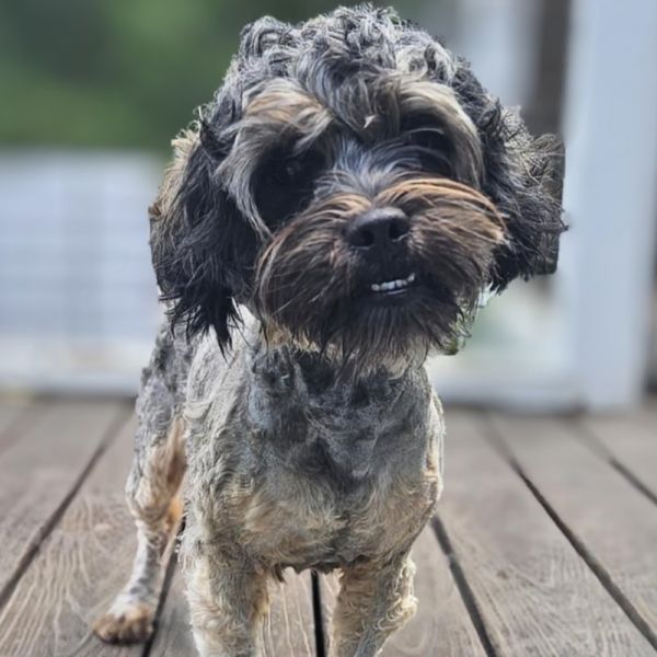 CT Dougie