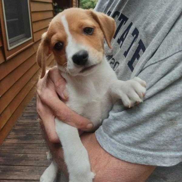 NY Mutt Avail Sep 13 (Kent Community Day)