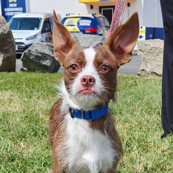 Gizmo