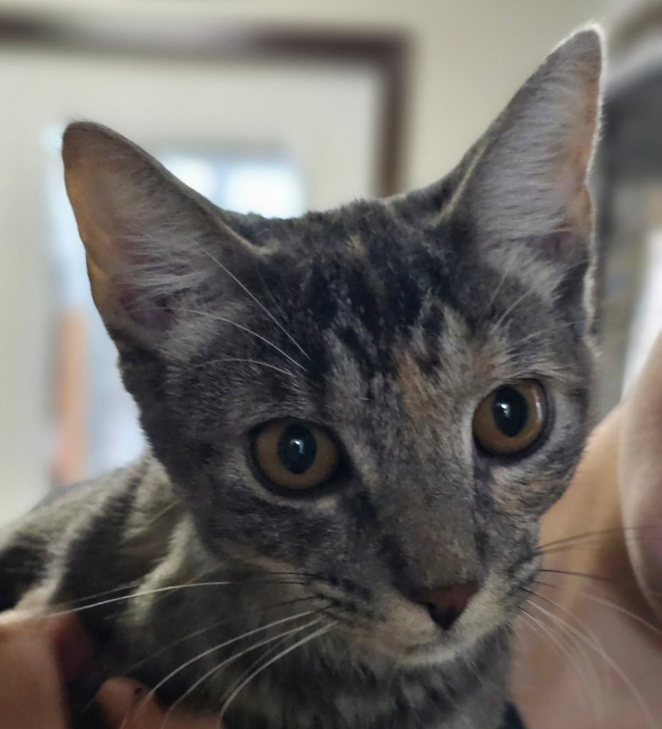 Evie