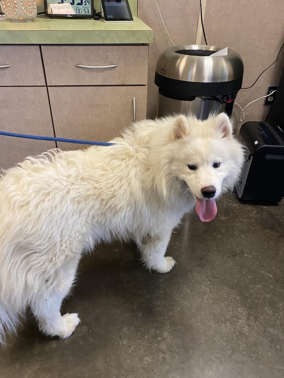 Found stray: Balto, an adoptable Samoyed in Rockwall, TX, 75087 | Photo Image 1