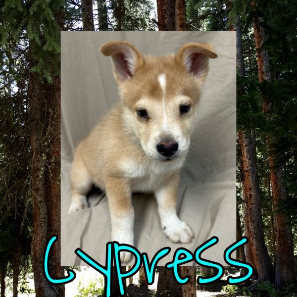 Cypress