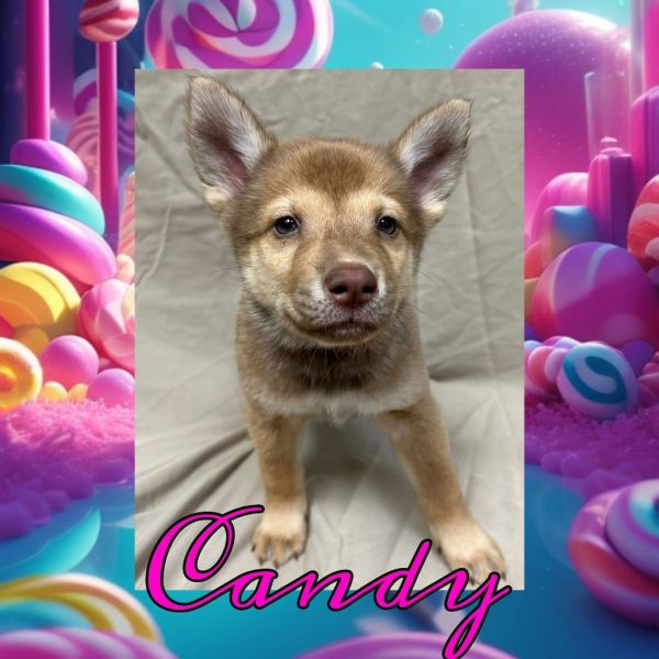 Candy