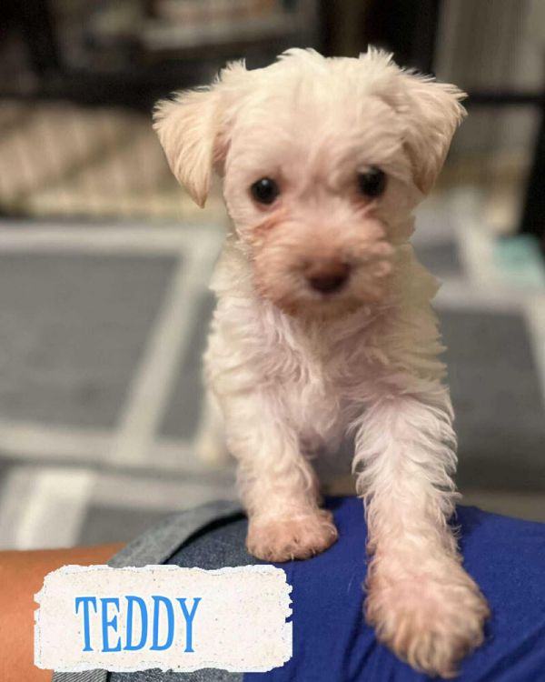 Teddy