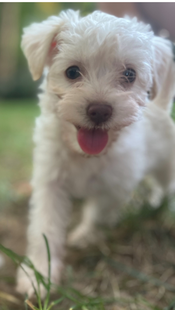 Teddy