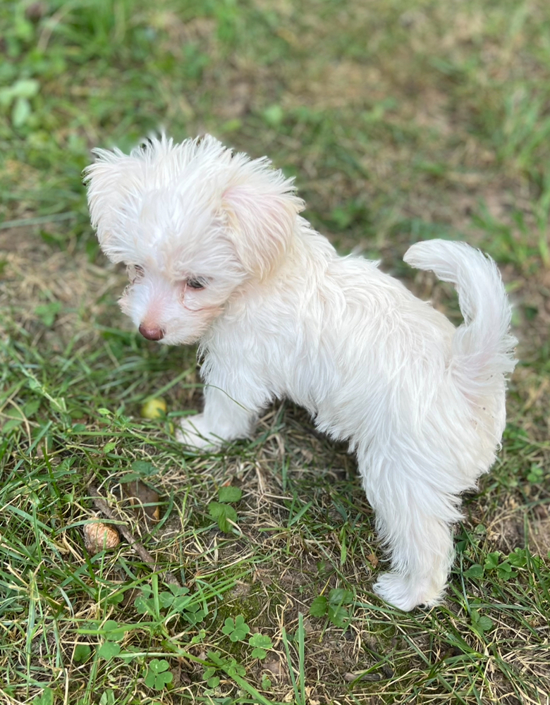 Teddy